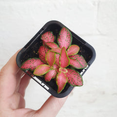Fittonia ‘Paradisian Inferno’ (Nerve Plant) - Plantsmith | Indoor Plants Melbourne